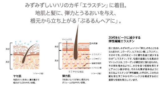 ミズミズしいハリのカギ